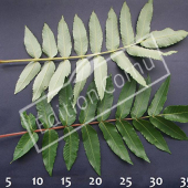 Rhus typhina feuille CM