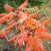 Rhus typhina feuille automne