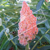 Rhus typhina fleur