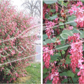 Ribes sanguineum 2 photos entier fleur fleur