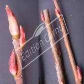 Ribes sanguineum bourgeon
