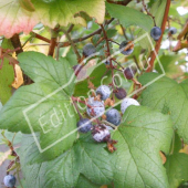 Ribes sanguineum fruit