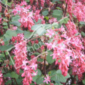 Ribes sanguineum rameau fleur