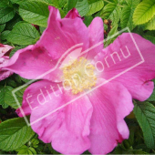 Rosa rugosa fleur