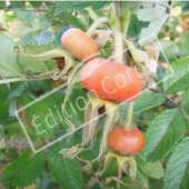 Rosa rugosa fruit