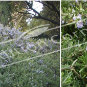 Rosmarinum officinalis 2 photos entier fleur rameau fleur