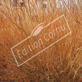 Salix integra ‘Hakuro Nishiki’ entier hiver
