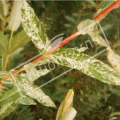 Salix integra ‘Hakuro Nishiki’ rameau bois