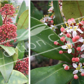 Skimmia japonica 2 photos bouton fleur