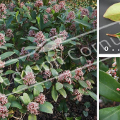 Skimmia japonica 3 photos feuille