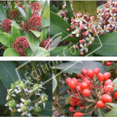 Skimmia japonica 4 photos bouton à fruits