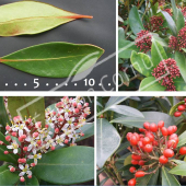 Skimmia japonica 4 photos