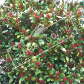 Skimmia japonica entier bouton