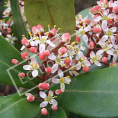 Skimmia japonica fleur