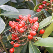 Skimmia japonica fruit