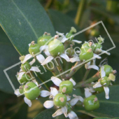 Skimmia japonica ovaire