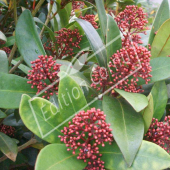 Skimmia japonica rameau bouton