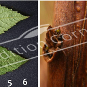 Spiraea japonica ‘Anthony Waterer’ 2 photos bourgeon