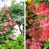 Spiraea japonica ‘Anthony Waterer’ 2 photos entier fleur rameau fleur