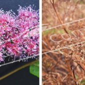 Spiraea japonica ‘Anthony Waterer’ 2 photos fleur fruit