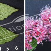 Spiraea japonica ‘Anthony Waterer’ 2 photos fleur