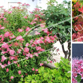 Spiraea japonica ‘Anthony Waterer’ 3 photos fleur