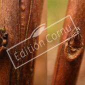 Spiraea japonica ‘Anthony Waterer’ bourgeon