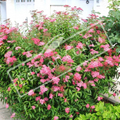 Spiraea japonica ‘Anthony Waterer’ entier fleuri