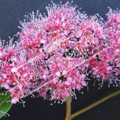 Spiraea japonica ‘Anthony Waterer’ fleur