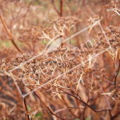 Spiraea japonica ‘Anthony Waterer’ fruit