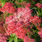 Spiraea japonica ‘Anthony Waterer’ rameau fleur