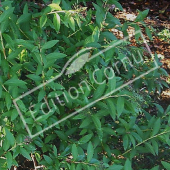 Spiraea japonica ‘Anthony Waterer’ rameau