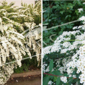 Spiraea nipponica ‘Snowmound’ 2 photos entier fleuri rameau fleur