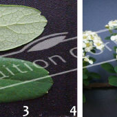 Spiraea nipponica ‘Snowmound’ 2 photos fleur