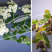Spiraea nipponica ‘Snowmound’ 2 photos fruit fleur