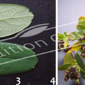 Spiraea nipponica ‘Snowmound’ 2 photos fruit