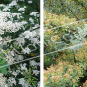Spiraea nipponica ‘Snowmound’ 2 photos rameau fleur fruit