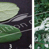 Spiraea nipponica ‘Snowmound’ 2 photos rameau fleur