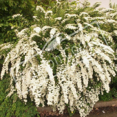 Spiraea nipponica ‘Snowmound’ entier fleuri1