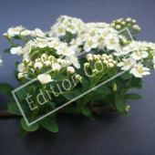 Spiraea nipponica ‘Snowmound’ fleur