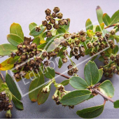 Spiraea nipponica ‘Snowmound’ fruit