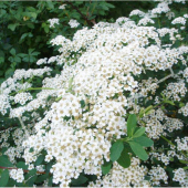 Spiraea nipponica ‘Snowmound’ rameau fleur