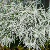 Spiraea x arguta entier fleuri