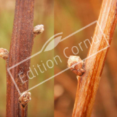 Spiraea x billardii bourgeon
