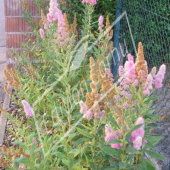 Spiraea x billardii entier fleuri