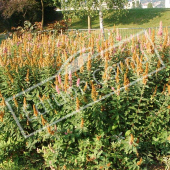 Spiraea x billardii entier fruit