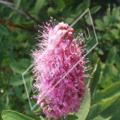 Spiraea x billardii fleur