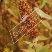 Spiraea x billardii fruit