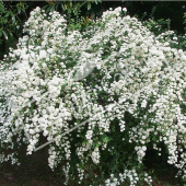 Spiraea x vanhouttei entier fleuri