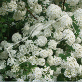 Spiraea x vanhouttei rameau fleur